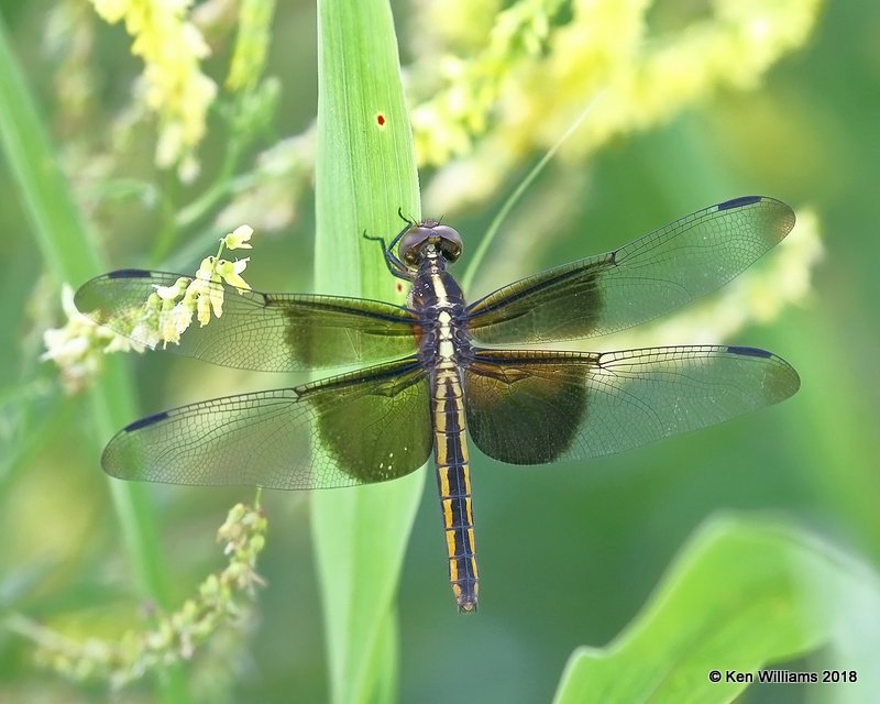 Widow Skimmer female, Leonard, OK, 5-29-18, Jza_23331.jpg