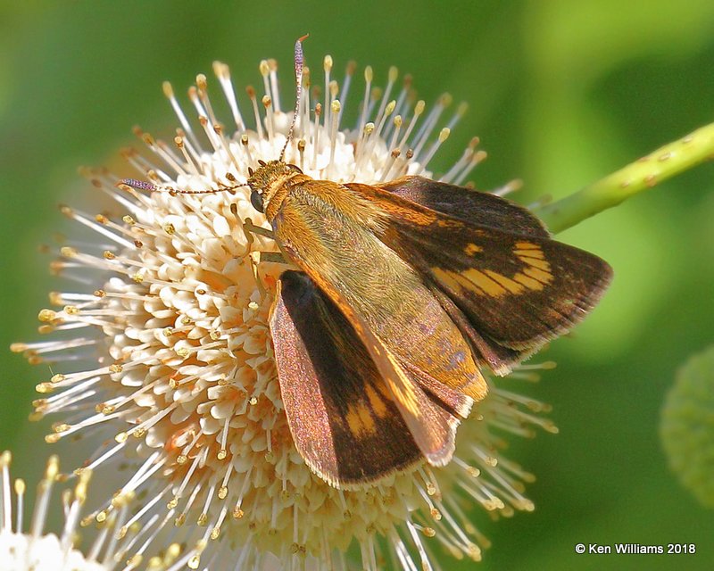 Byssus Skipper female, Cherokee Co, OK, 6-22-18, Jza_23775.jpg