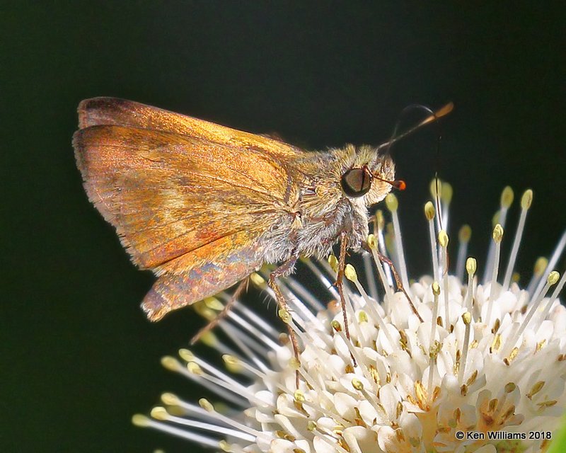 Byssus Skipper, Cherokee Co, OK, 6-22-18, Jza_23794.jpg