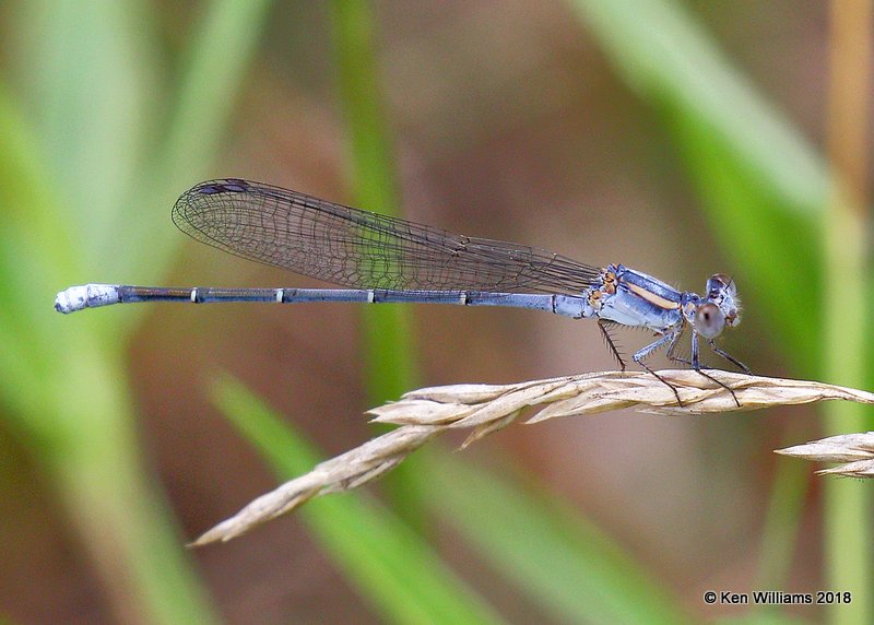 Powdered Dancer male, Cherokee Co, OK, 6-22-18, Jza_24301.jpg