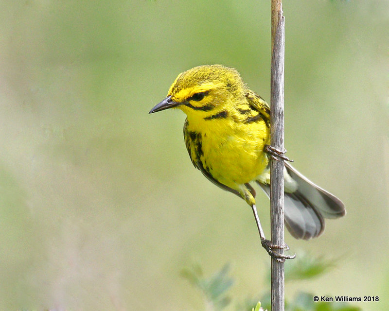 Prairie Warbler, Cherokee Co, OK, 6-22-18, Jz_24105.jpg