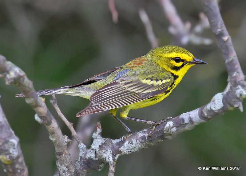 Prairie Warbler, Cherokee Co, OK, 6-22-18, Jza_24153.jpg