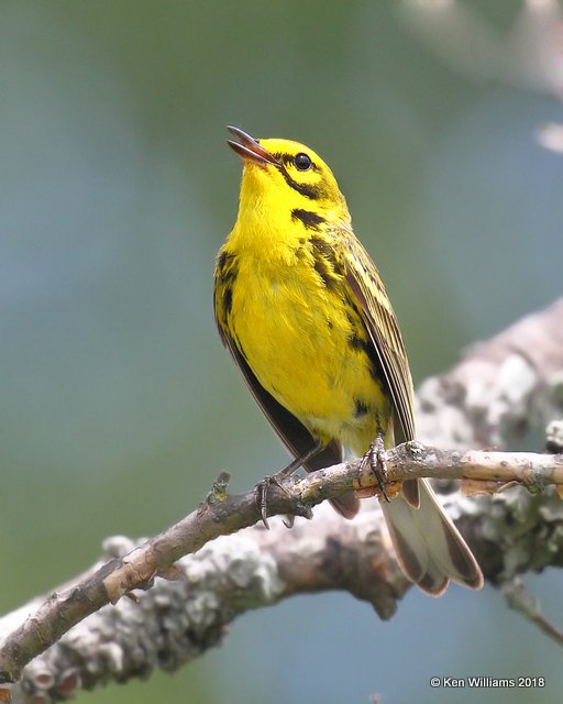 Prairie Warbler, Cherokee Co, OK, 6-22-18, Jza_24164.jpg