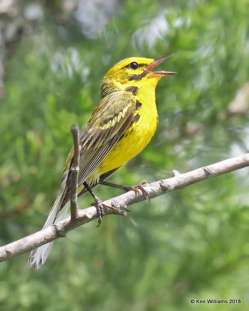 Prairie Warbler, Cherokee Co, OK, 6-22-18, Jza_24183.jpg