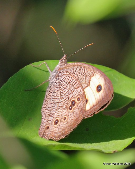 Common Wood Nymph, Cherokee Co, OK, 6-22-18, Jza_23663.jpg