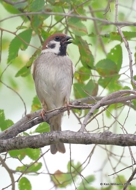 Eurasian Tree Sparrow, Horseshoe Lake, IL, 5-12-18, Jza_77499.jpg