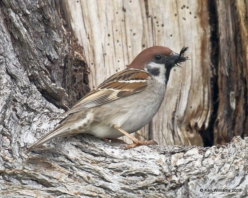 Eurasian Tree Sparrow, Horseshoe Lake, IL, 5-12-18, Jza_77528.jpg