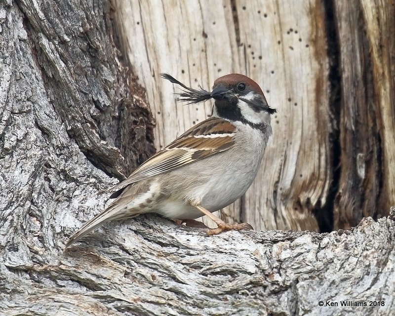 Eurasian Tree Sparrow, Horseshoe Lake, IL, 5-12-18, Jza_77534.jpg