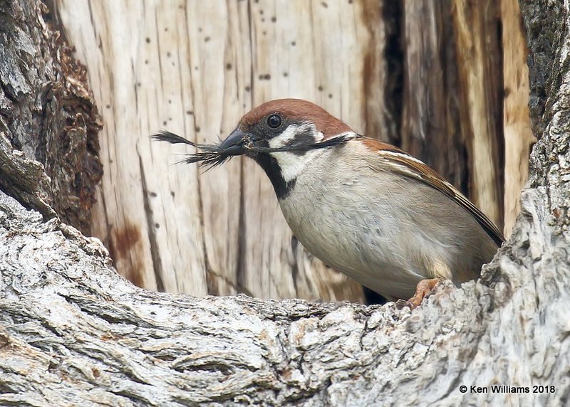 Eurasian Tree Sparrow, Horseshoe Lake, IL, 5-12-18, Jza_77548.jpg