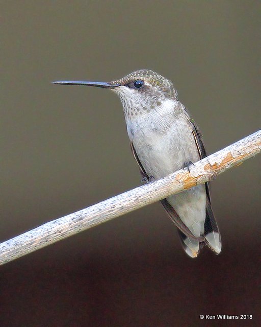 Black-chinned Hummingbird female, Carter Co, OK, 7-27-18, Jta_24519.jpg