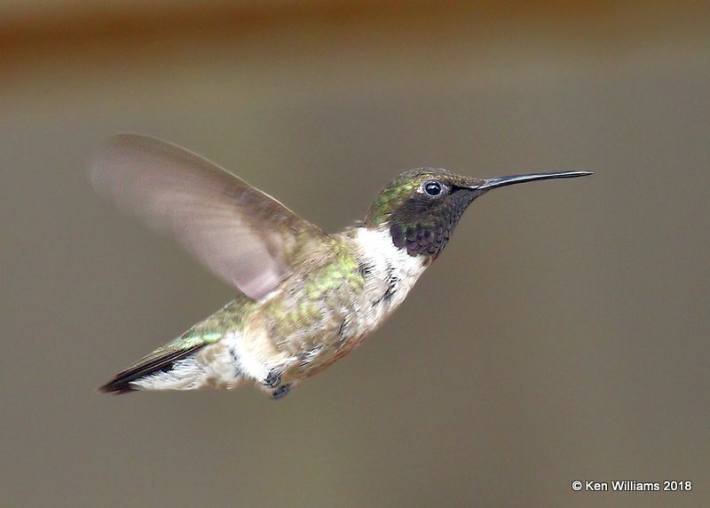 Black-chinned Hummingbird male, Carter Co, OK, 7-27-18, Jta_24618.jpg