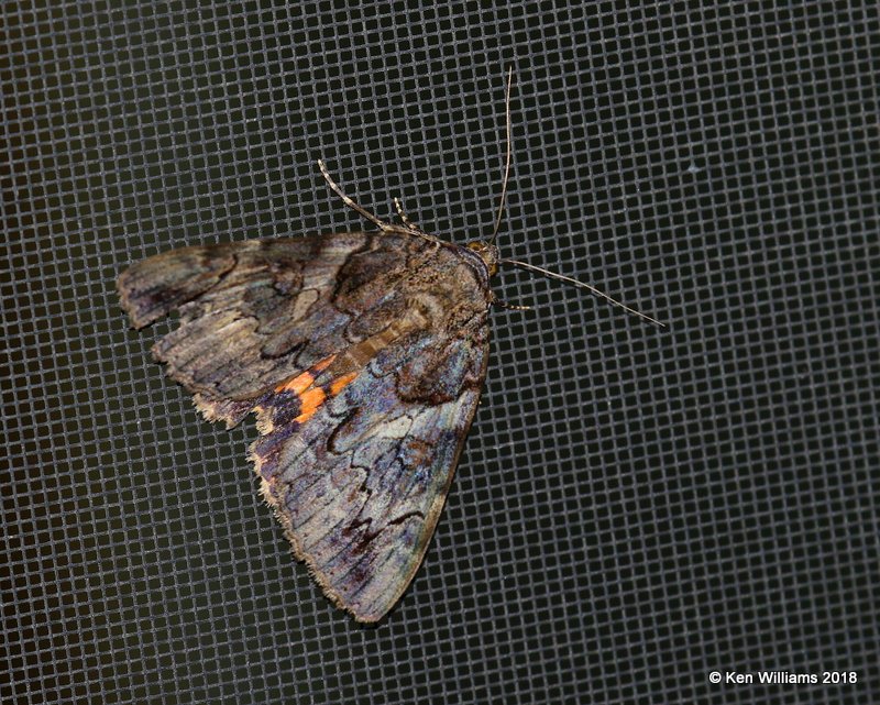 Penitent Underwing Moth, Rogers Co yard, OK, 8-1-18, Jp_24681.jpg