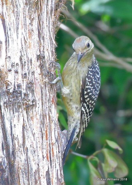 Red-bellied Woodpecker juvenile, Rogers Co, yard, OK, 8-12-18, Jta_24780.jpg