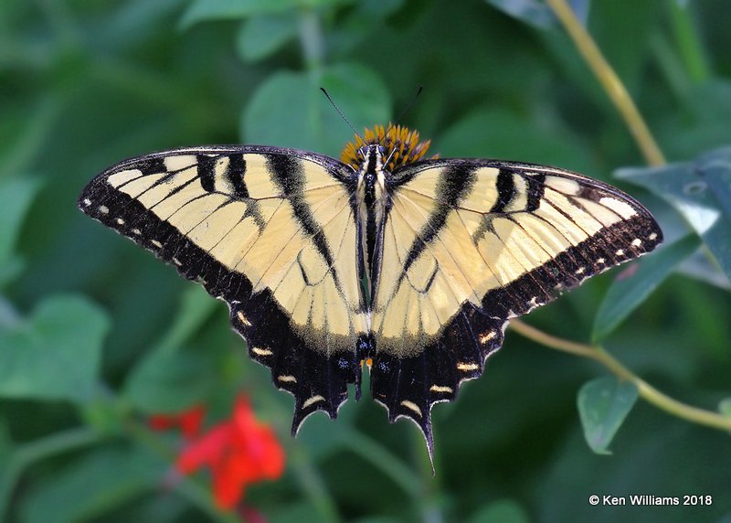 Eastern Tiger Swallowtail, Rogers Co, yard, OK, 8-12-18, Jta_24728.jpg