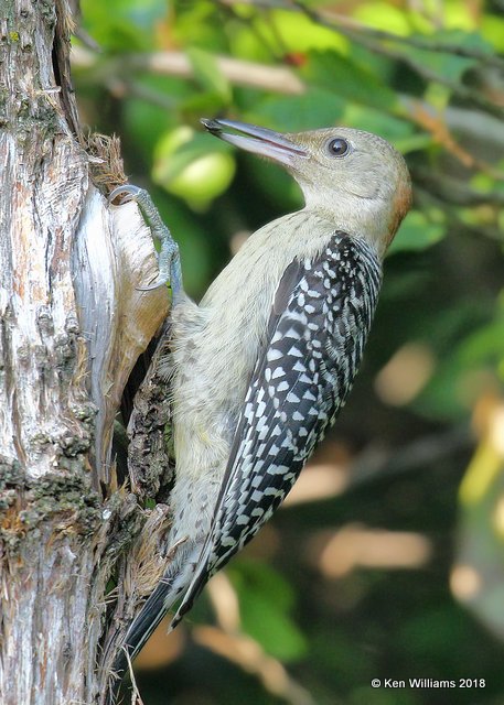 Red-bellied Woodpecker juvenile, Rogers Co, yard, OK, 8-11-18, Jta_24700.jpg