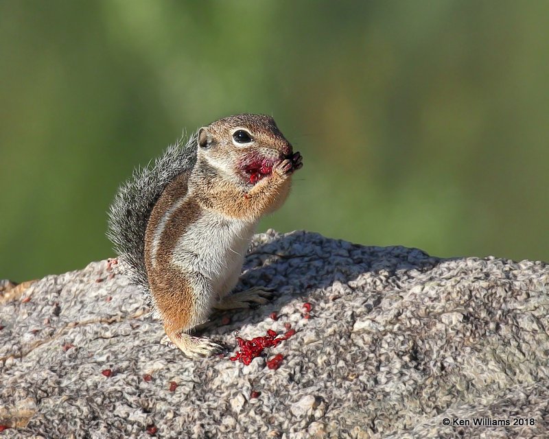 Harris's Antelope Ground Squirrel, Box Cyn, AZ, 8-27-18, Jpa_86184.jpg