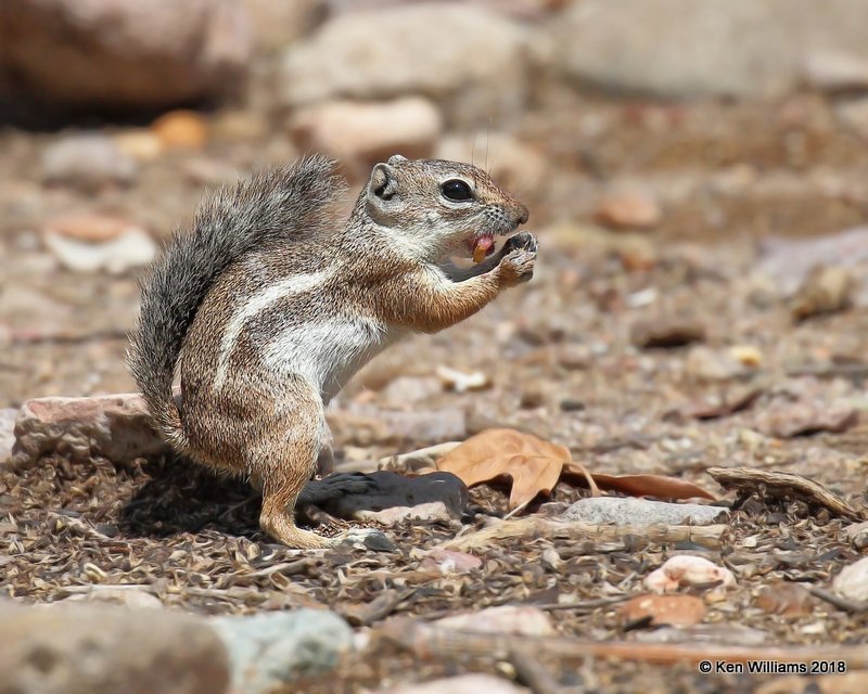Harris's Antelope Ground Squirrel, Portal, AZ, 8-17-18,  Jpa_81110.jpg