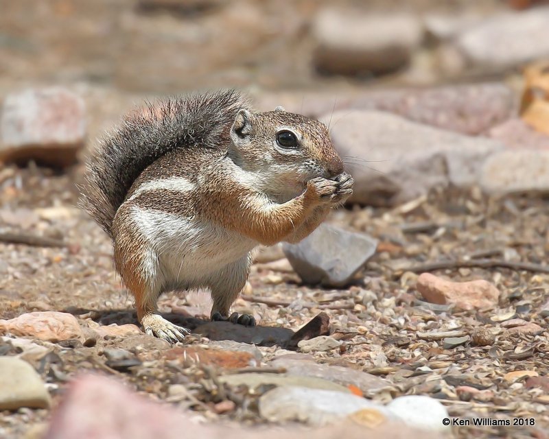 Harris's Antelope Ground Squirrel, Portal, AZ, 8-17-18,  Jpa_81117.jpg