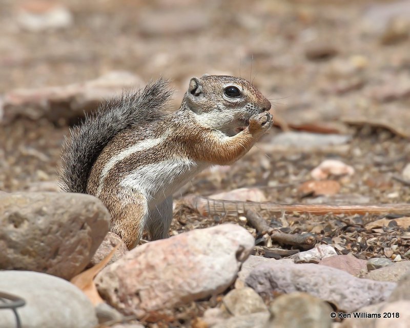 Harris's Antelope Ground Squirrel, Portal, AZ, 8-17-18,  Jpa_81119.jpg