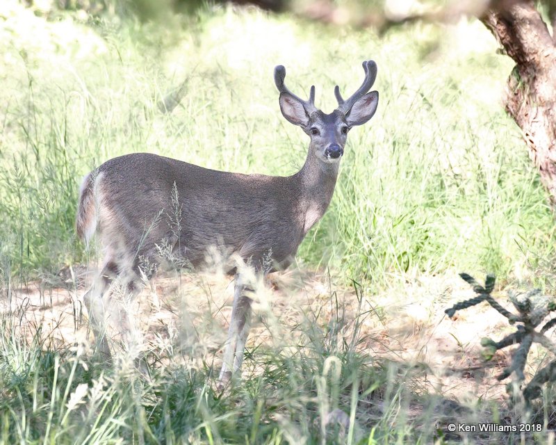 White-tailed Deer buck - Coues, Madera Canyon, AZ, 8-27-18, Jpa_86822.jpg