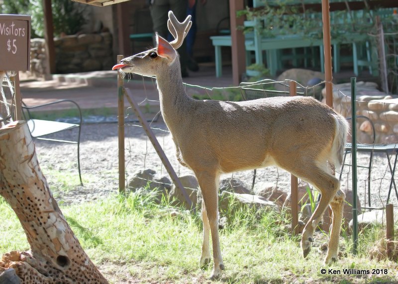 White-tailed Deer buck - Coues, Portal , AZ, 8-17-18, Jpa_81574.jpg
