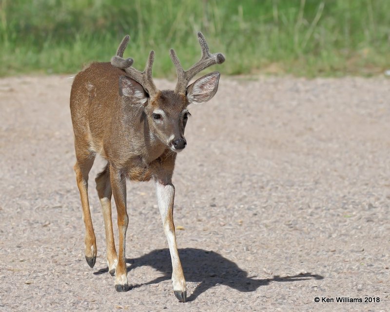 White-tailed Deer buck - Coues, Portal , AZ, 8-17-18, Jpa_81590.jpg