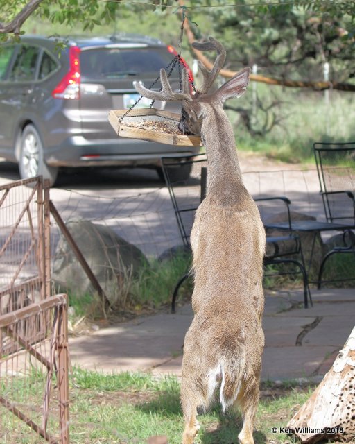 White-tailed Deer buck - Coues, Portal , AZ, 8-17-18, Jpa_81603.jpg