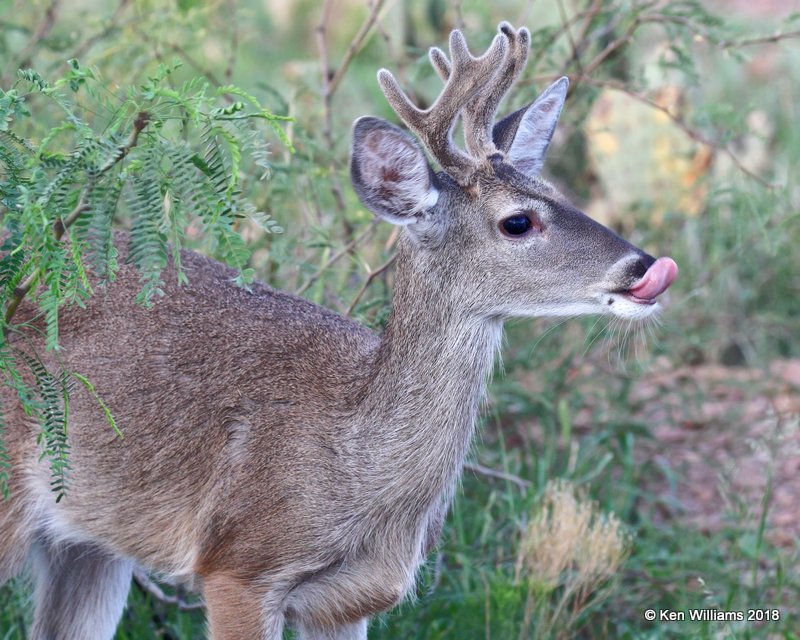 White-tailed Deer buck - Coues, Portal, AZ, 8-18-18, Jpa_9599.jpg