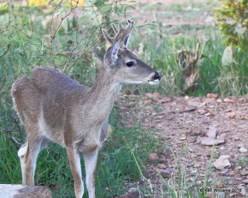 White-tailed Deer buck - Coues, Portal, AZ, 8-18-18, Jpa_9605.jpg