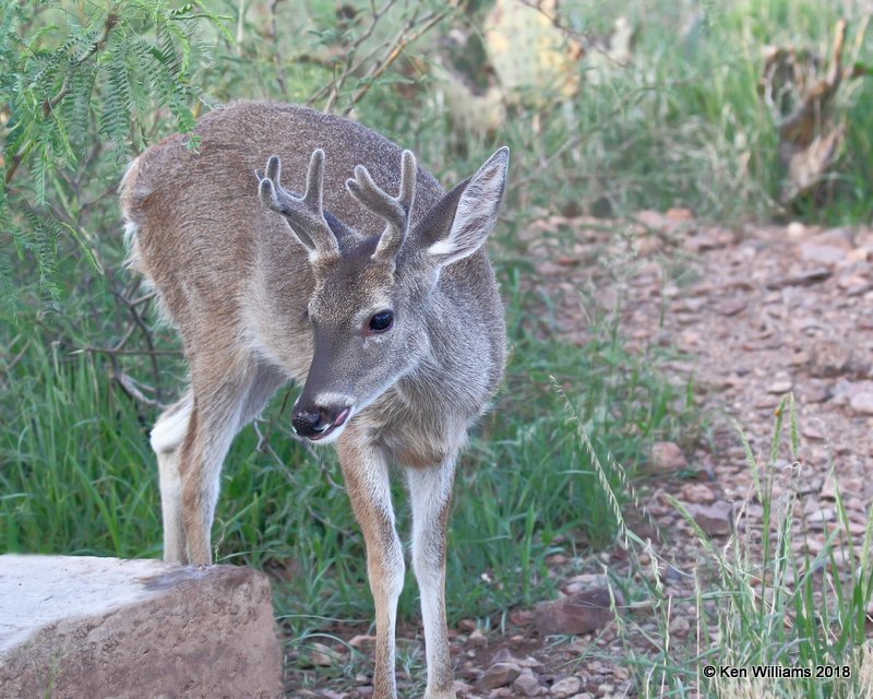 White-tailed Deer buck - Coues, Portal, AZ, 8-18-18, Jpa_9607.jpg
