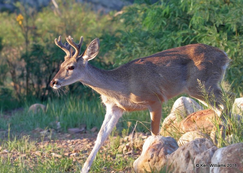 White-tailed Deer buck - Coues, Portal, AZ, 8-18-18, Jpa_9669.jpg