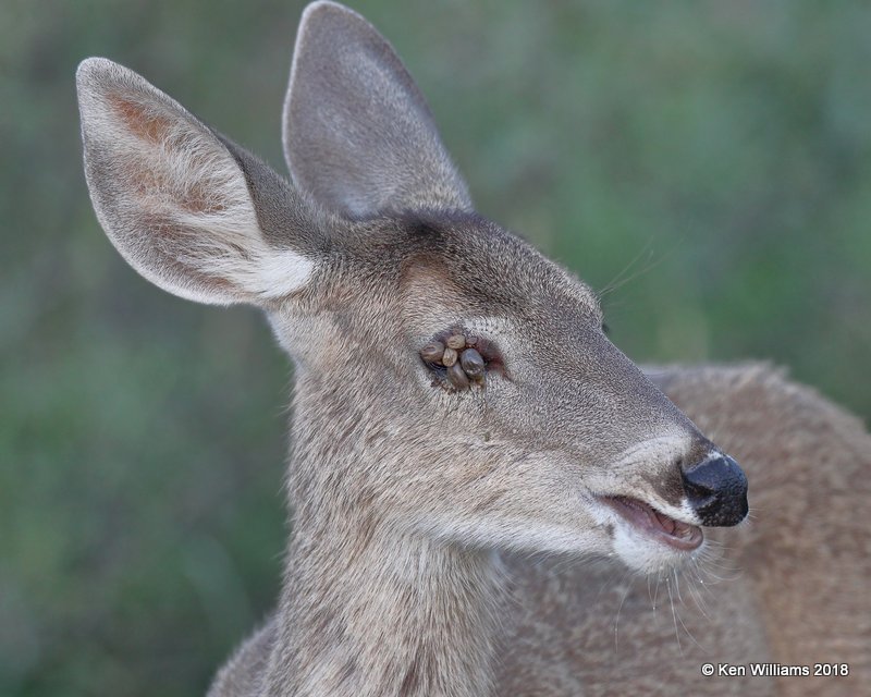 White-tailed Deer doe - Coues, Portal, AZ, 8-19-18, Jpa_1142.jpg