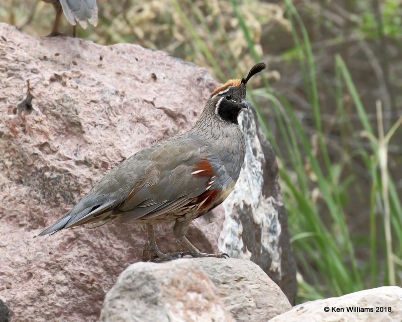 Gambel's Quail male, Bosque del Apache NWR, NM, 8-16-18,  Jpa_80276.jpg