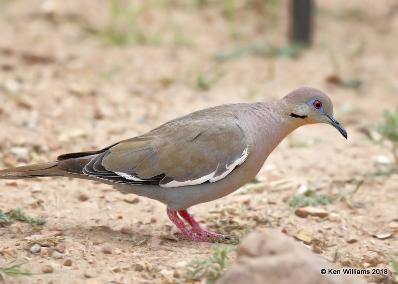 White-winged Dove, Ash Canyon, AZ, 8-23-18, Jpa_84125.jpg