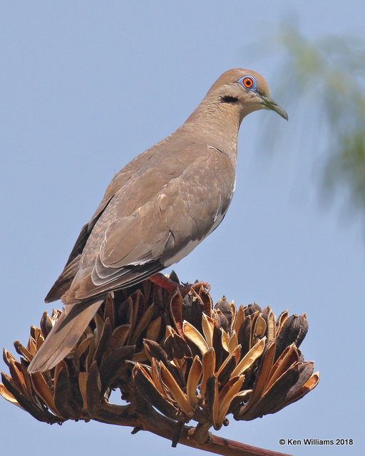 White-winged Dove, Portal, AZ, 8-17-18. Jpa_81169.jpg