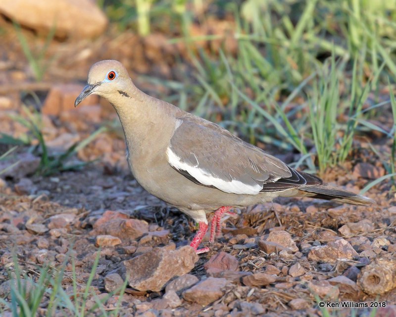 White-winged Dove, Portal, AZ, 8-19-18, Jpa_1150.jpg