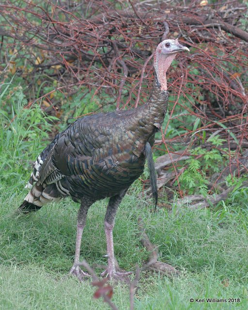 Wild Turkey tom - Goulds subspecies, Madera Canyon, AZ, 8-26-18, Jpa_85841.jpg