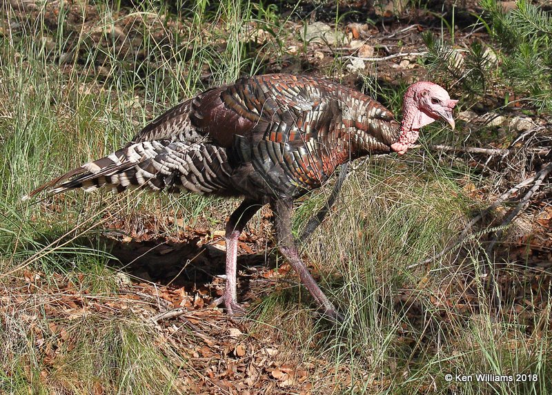 Wild Turkey tom - Goulds subspecies, Madera Cyn, AZ, 8-27-18, Jpa_86860.jpg