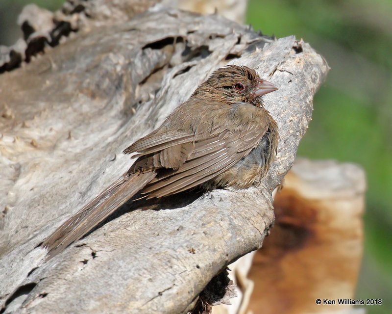 Abert's Towhee, Patagonia, AZ, 8-25-18, Jpa_84959.jpg