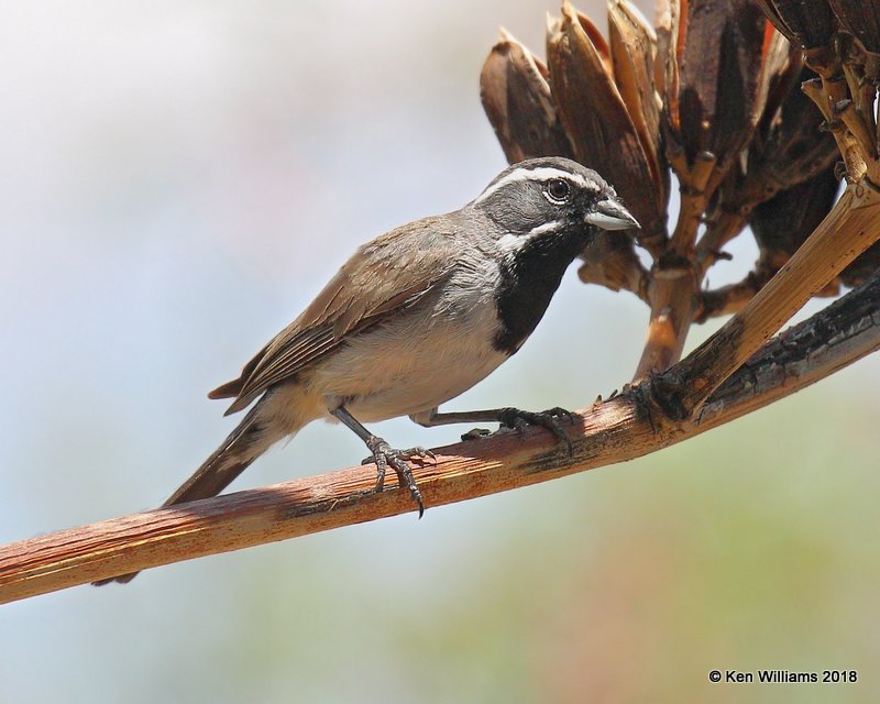 Black-throated Sparrow, Portal, AZ, 8-17-18,  Jpa_81133.jpg