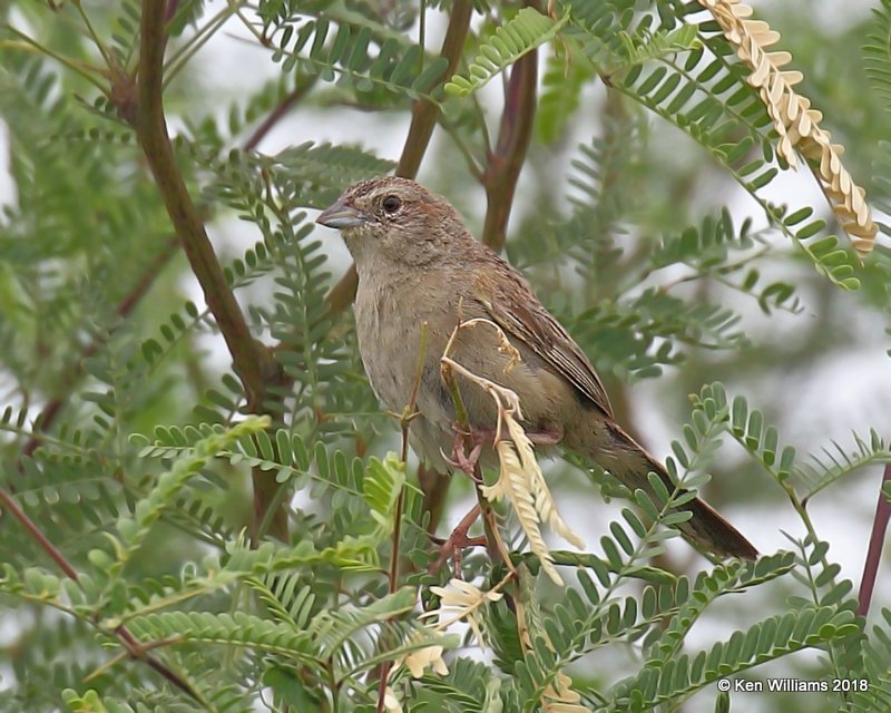 Botteri's Sparrow, Sonoita, AZ, 8-24-18, Jpa_84438.jpg