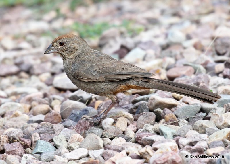 Canyon Towhee, Patagonia, AZ, 8-25-18, Jpa_85080.jpg