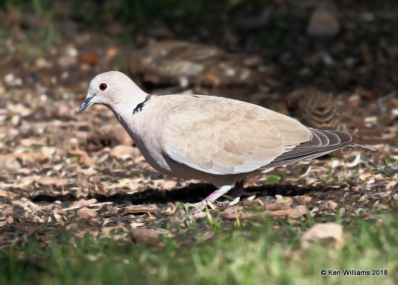 Eurasian Collared Dove, Portal, AZ, 8-17-18, Jpa_81688.jpg