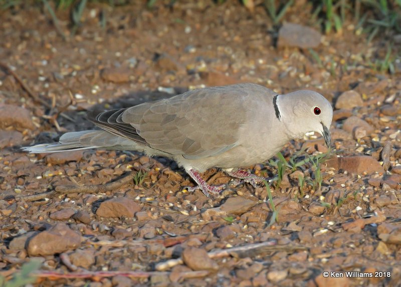 Eurasian Collared Dove, Portal, AZ, 8-19-18, Jpa_1148.jpg