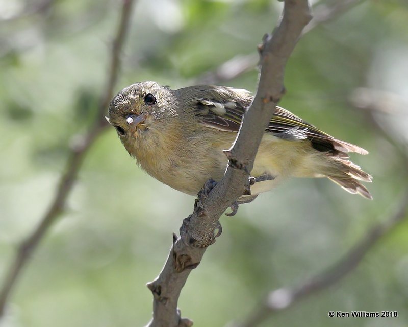 Hutton's Vireo, Mt Lemmon, AZ, 8-29-18, Jpa_87259.jpg