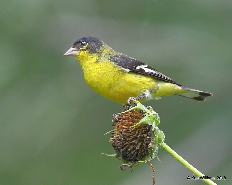Lesser Goldfinch male, Western subspecies, Patagonia, AZ, 8-25-18, Jpa_85295.jpg