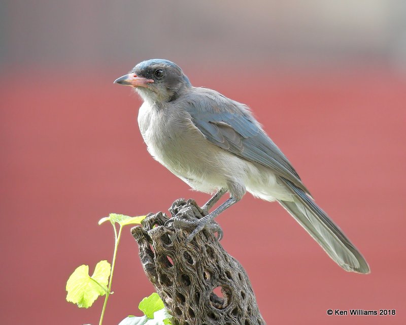 Mexican Jay 1st year, Paradise, AZ, 8-21-18, Jpa_82597.jpg