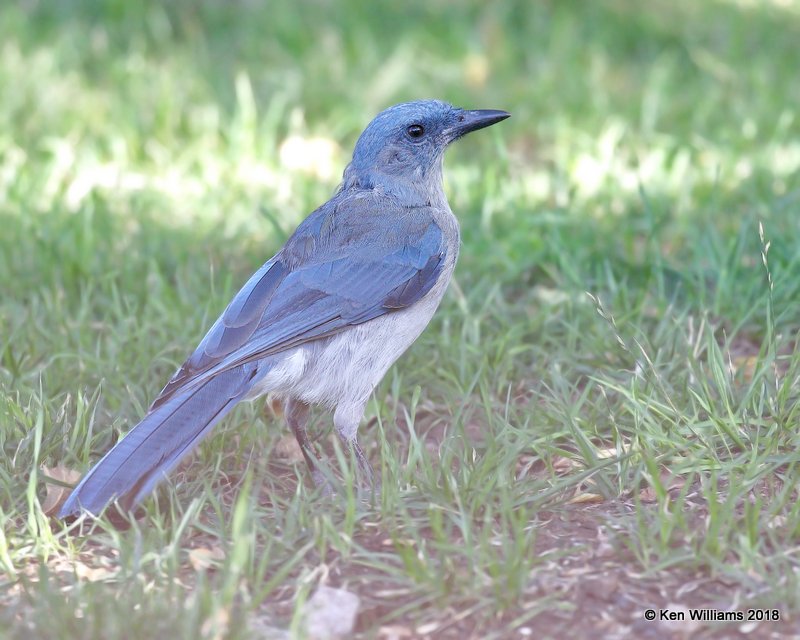 Mexican Jay, Portal, AZ, 8-18-18, Jpa_0596.jpg