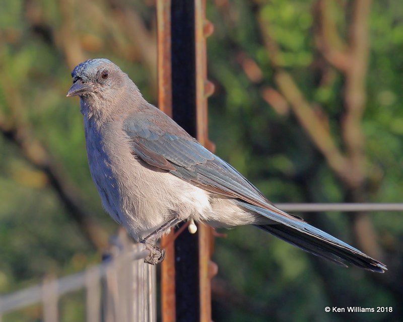 Mexican Jay, Portal, AZ, 8-19-18, Jpa_1159.jpg