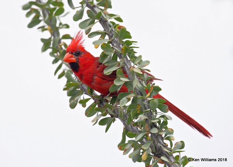 Northern Cardinal male, Patagonia, AZ, 8-24-18, Jpa_84626.jpg